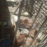 مرغ تخمی