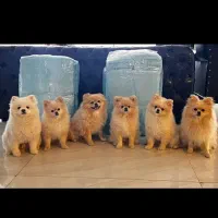 پد زیر انداز با کیفیت حیوانات