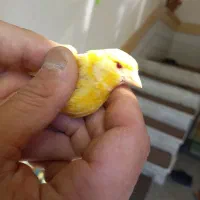 قناری ماده چشم شرابی