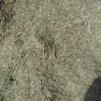 یونجه
