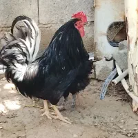خروس
