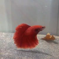 اکواریوم و ماهی فایتر