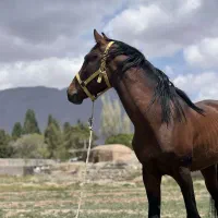 معاوضه اسب