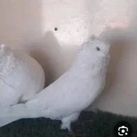 کفتر