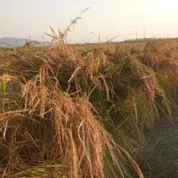 بذر دستی چلتوک
