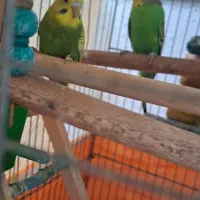 مرغ عشق