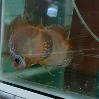 دیسکس جفت مولد