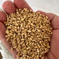 گندم سیروان