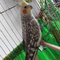 عروس ماده فروشی