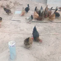 مرغ خروس