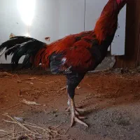 خروس لاری