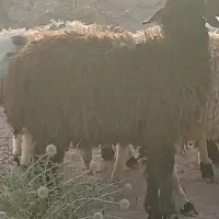 فروش۱عدد گوسفند نر