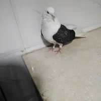 پرنده|پرنده|کرمانشاه, |دیوار