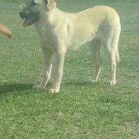 سگ ماده