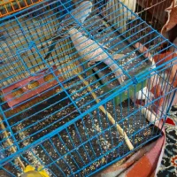 پرنده فنچ