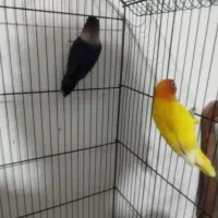 کوتوله فروشی