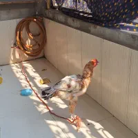 مرغ