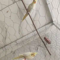 پرنده