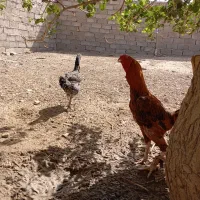 فروشی