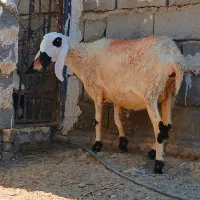 گوسفند مری جوان و دوقلو زا ابستن