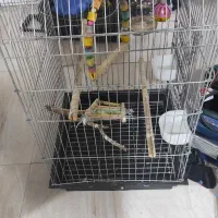 قفس .کاسکو و عروس هلندی با لوازم