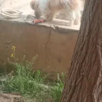 واگذاری سگ پا کوتاه