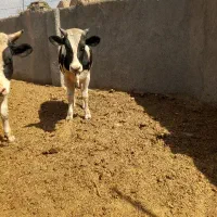 گاو نر|حیوانات مزرعه|گرمسار, |دیوار