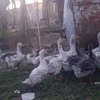 فروش غاز