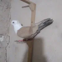 کفتر کربلایی زرد یا هفت رنگ کاکلی