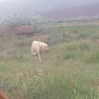 ماده پژدر