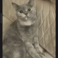 گربه اسکاتیش