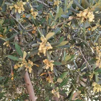 سرایدار باغ