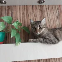 گربه ماده ۶ماهه عقیم وواکسینه شده