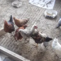 جوجه سه و چهارماهه