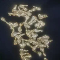 گل طاووس