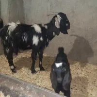 بزپلنگی جوان باکعره نر