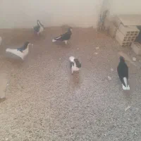 فروش تعدادی کبوتر سلام پرشی جفتی