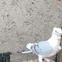 نرساتن طاوسی ماده سینه ای