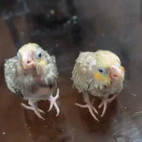 جفت عروس هلندی .جوجه و ماده اماده
