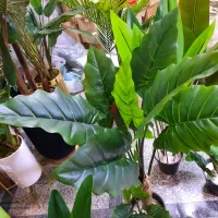 درختچه مصنوعی گل مصنوعی بوته مصنوعی هدیه کادویی