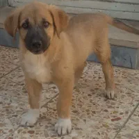 گمشده