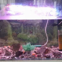 اکواریوم شیشه خم با تمام لوازم