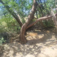 خریدار چوب