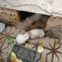 خرگوش جرسی آمریکایی