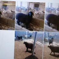 یک راس بره نر