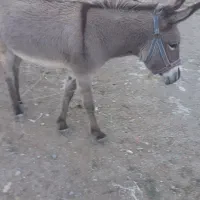 الاغ فروشی