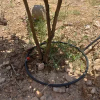 آبیاری/اجرای آبیاری قطره ای و  هوشمند/ریموت