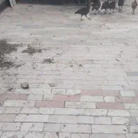سلام تعدادی بوقلمون ومرغ تخم گذار