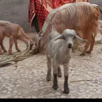 دو بز با دوکهره نر