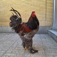 جوجه برهما از مولدای عکس